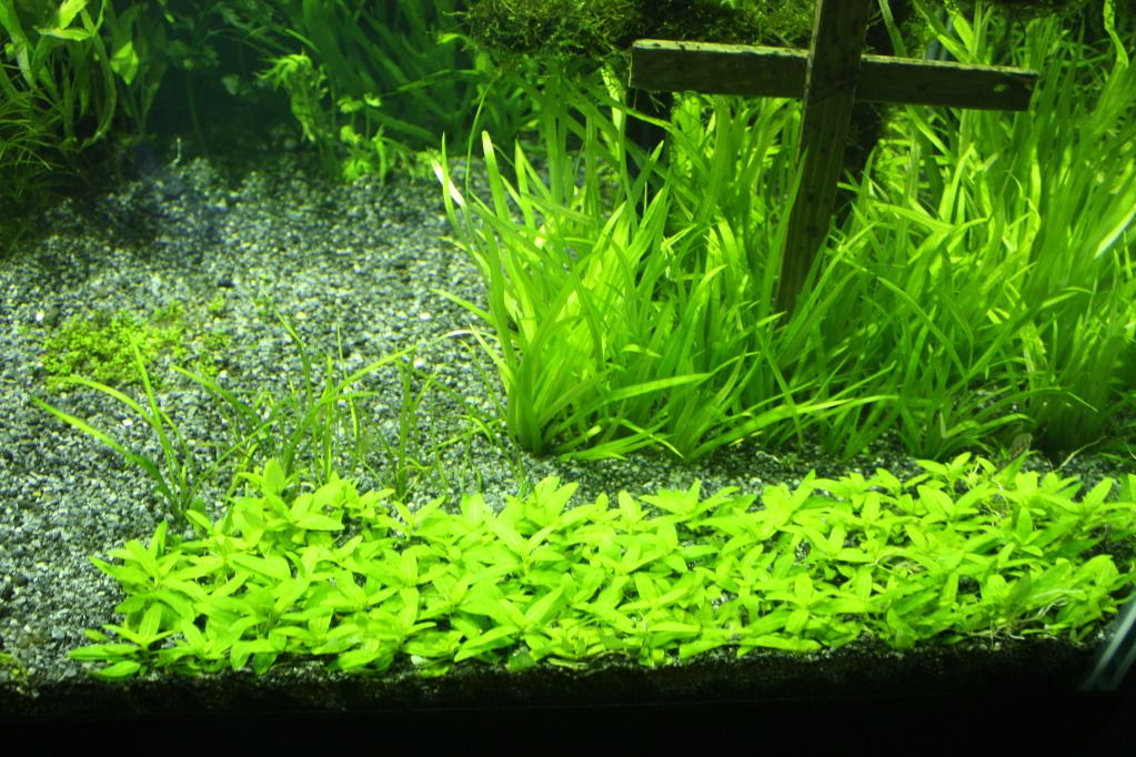 Suggestions on a good carpeting plant for gravel? r/PlantedTank